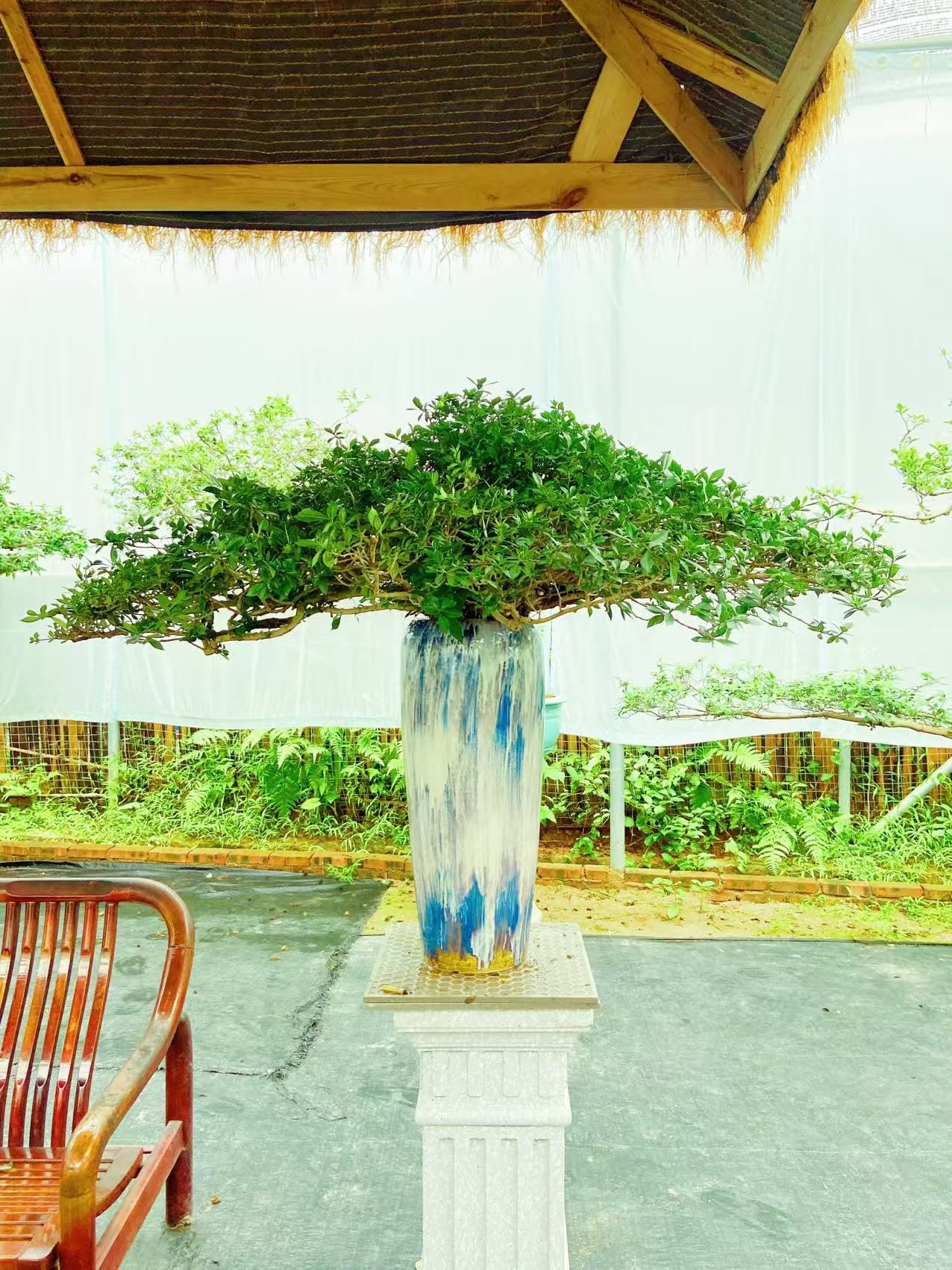 海岛栀子花盆景耐阴室内植物茶室办公室展厅艺术馆盆栽