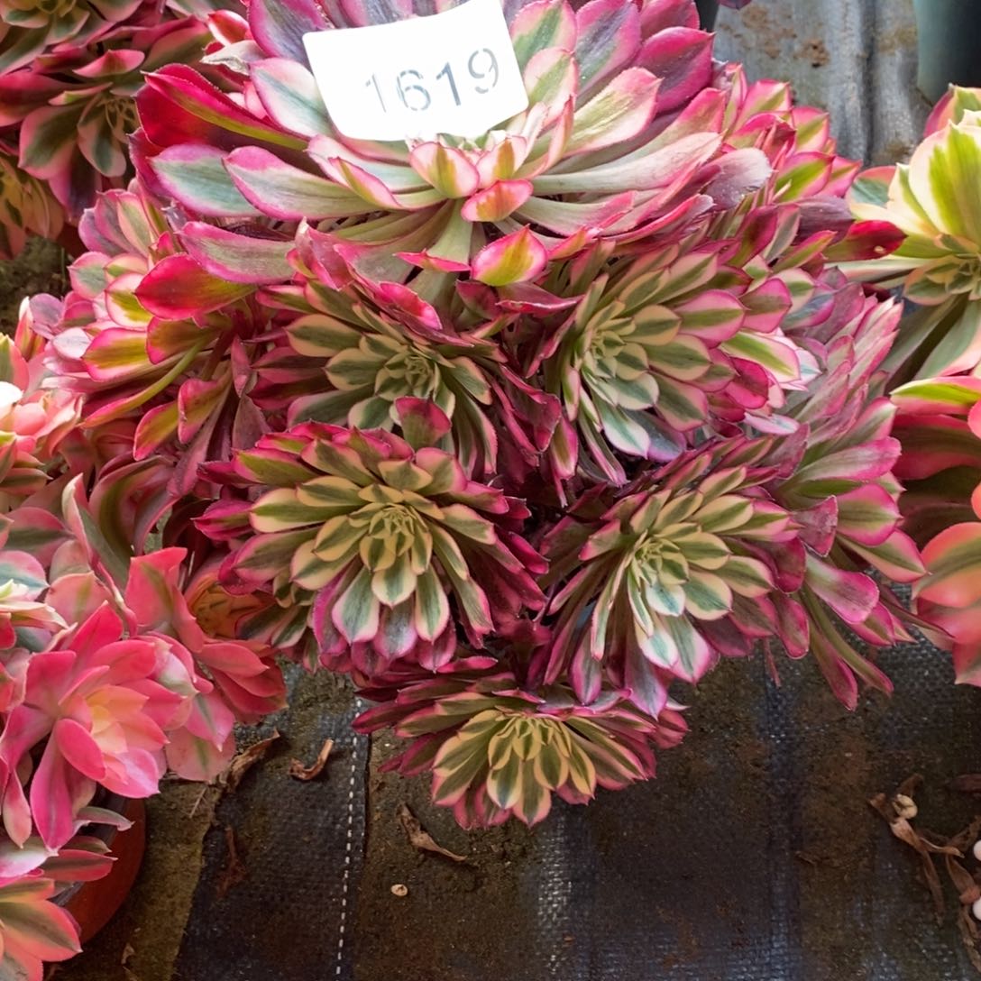 1619号红彤白多肉1颗多肉