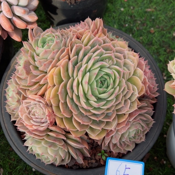 65昂斯诺平平安安健健康康