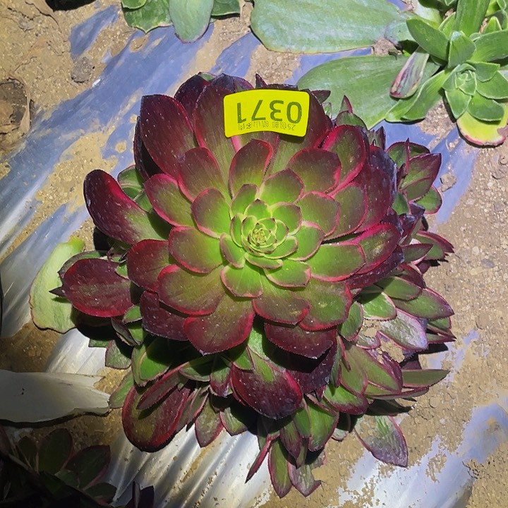 0371粉花妖多肉植物