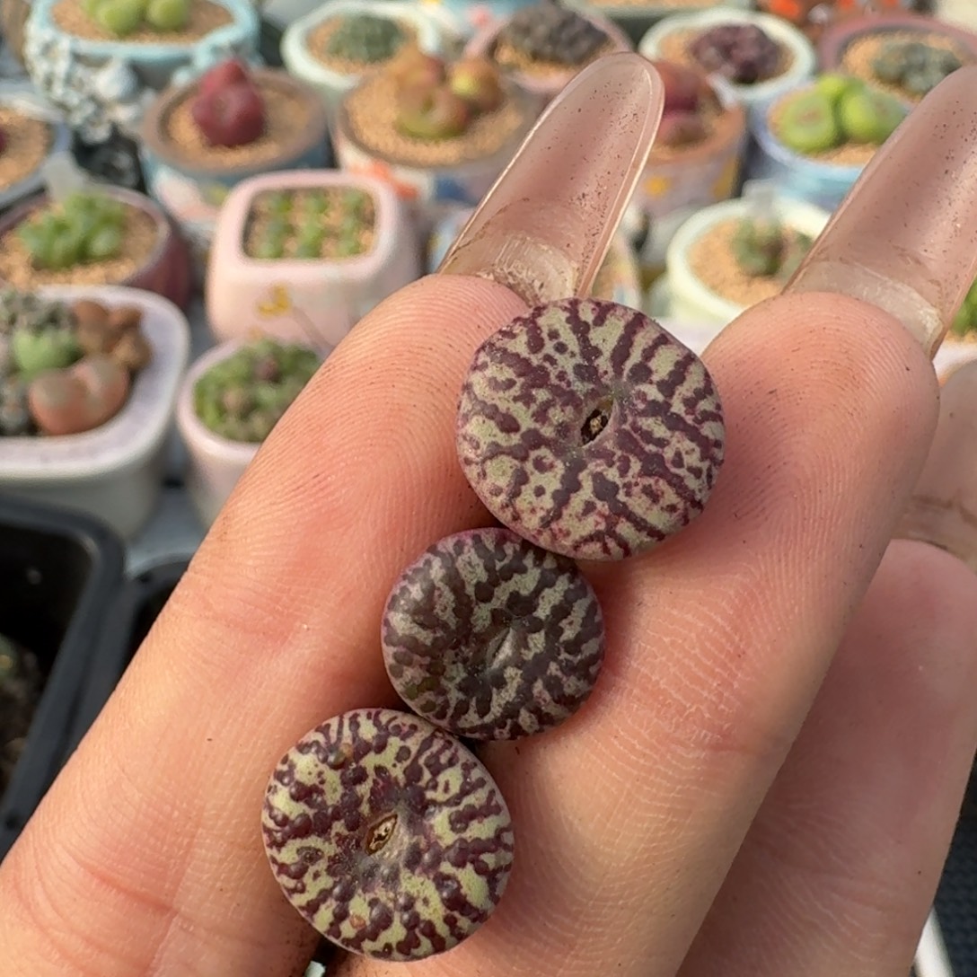 WC霓虹安珍福利一颗