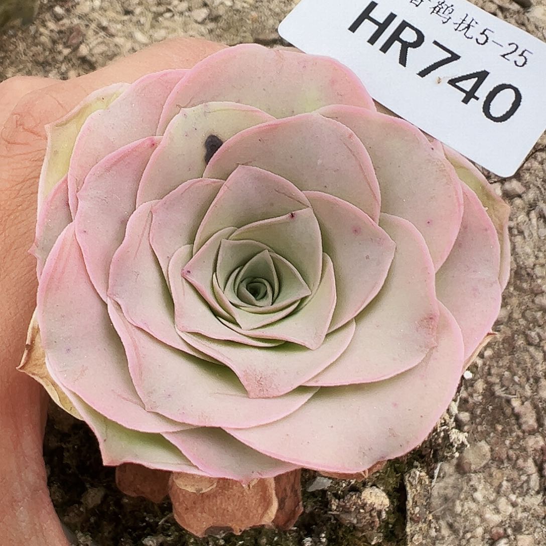 无花朵HR740福利捡漏潘多拉