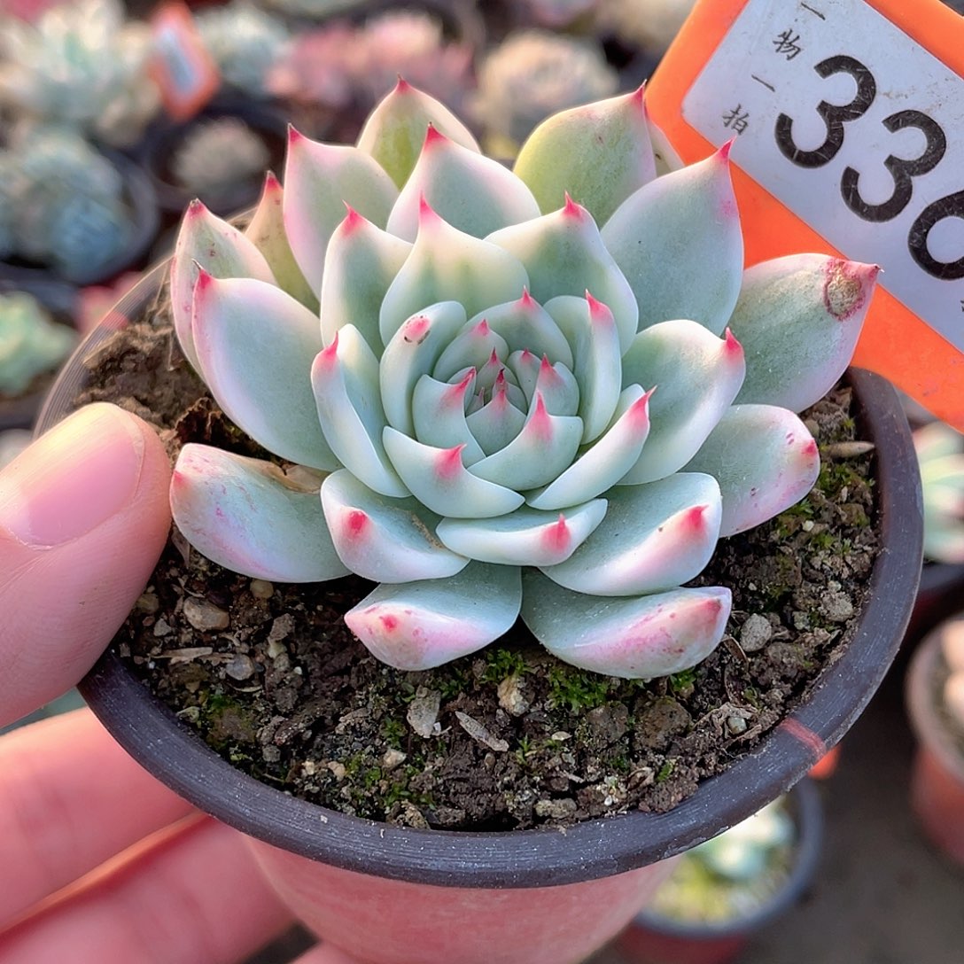 吉娃娃锦336号多肉