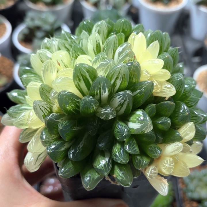 苏州玉露锦大群生多肉植物