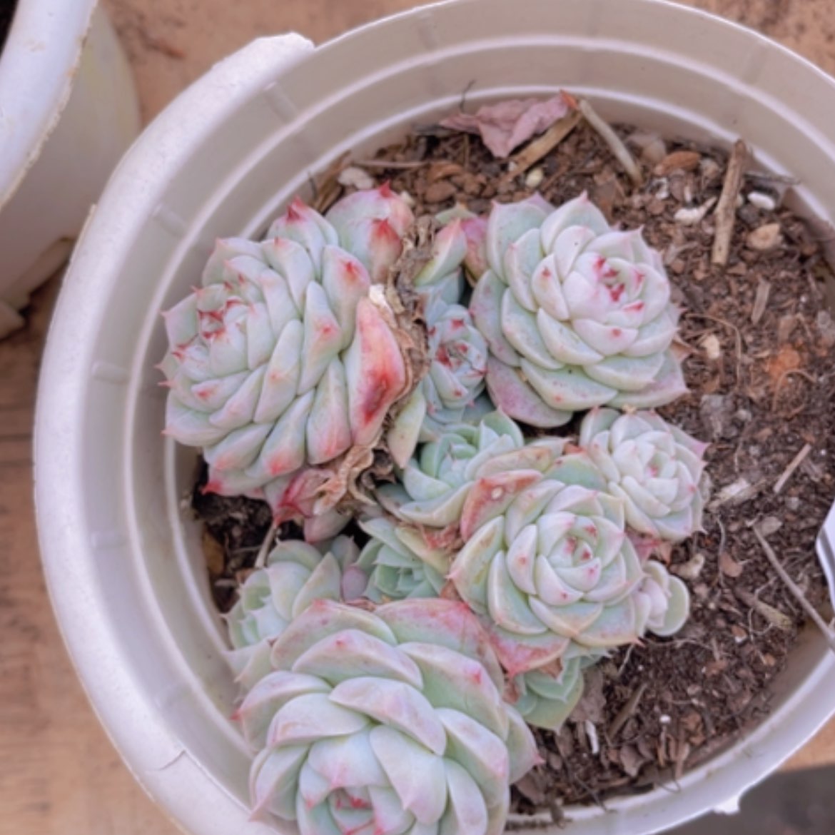 【闪购商品】天鹅绒16153