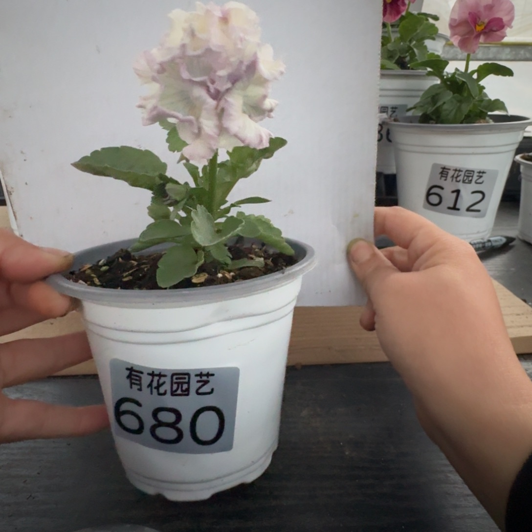 无花朵680号角堇