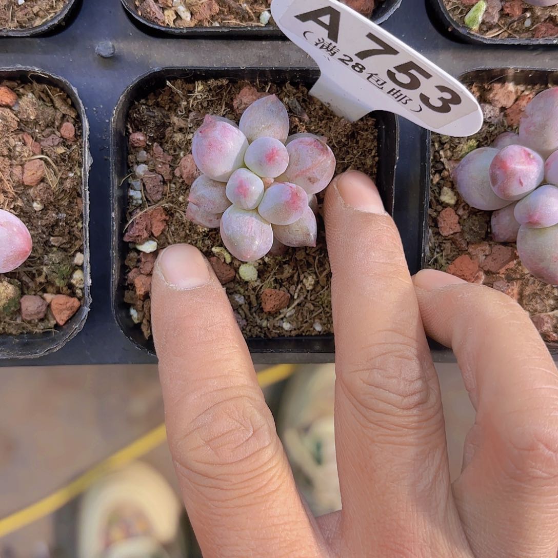 A753红蜻蜓石化yi wu yi pai