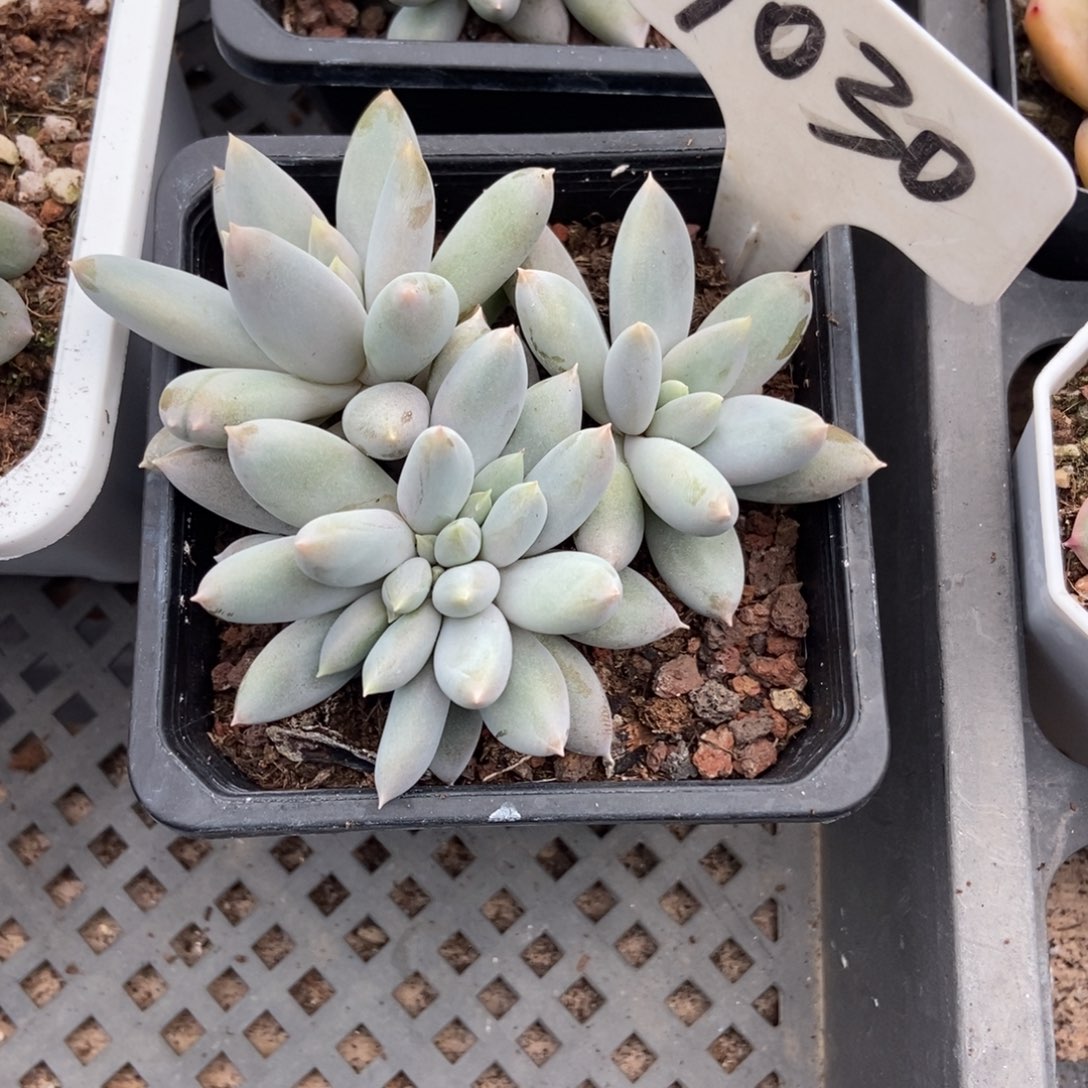 1030哥特多肉植物多肉