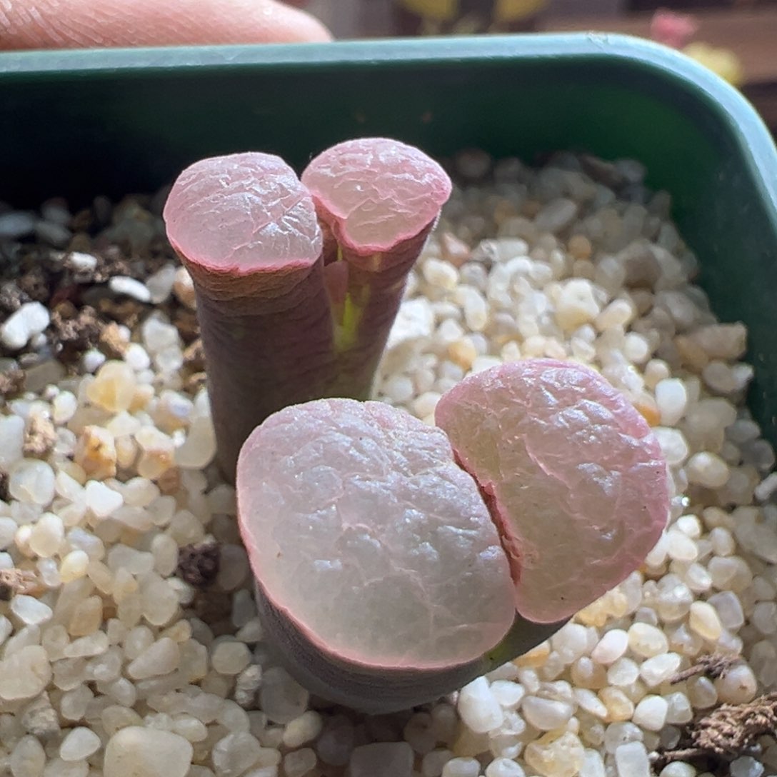 865优选1917banke磁铁