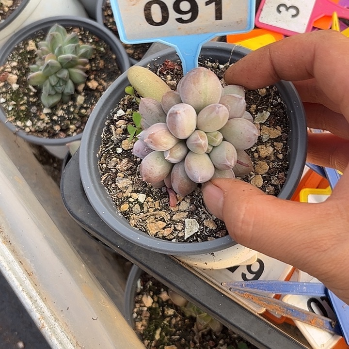 多肉植物海豚体哥特