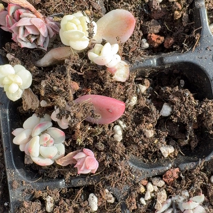 ****࿐一组透透的组合粉蝶