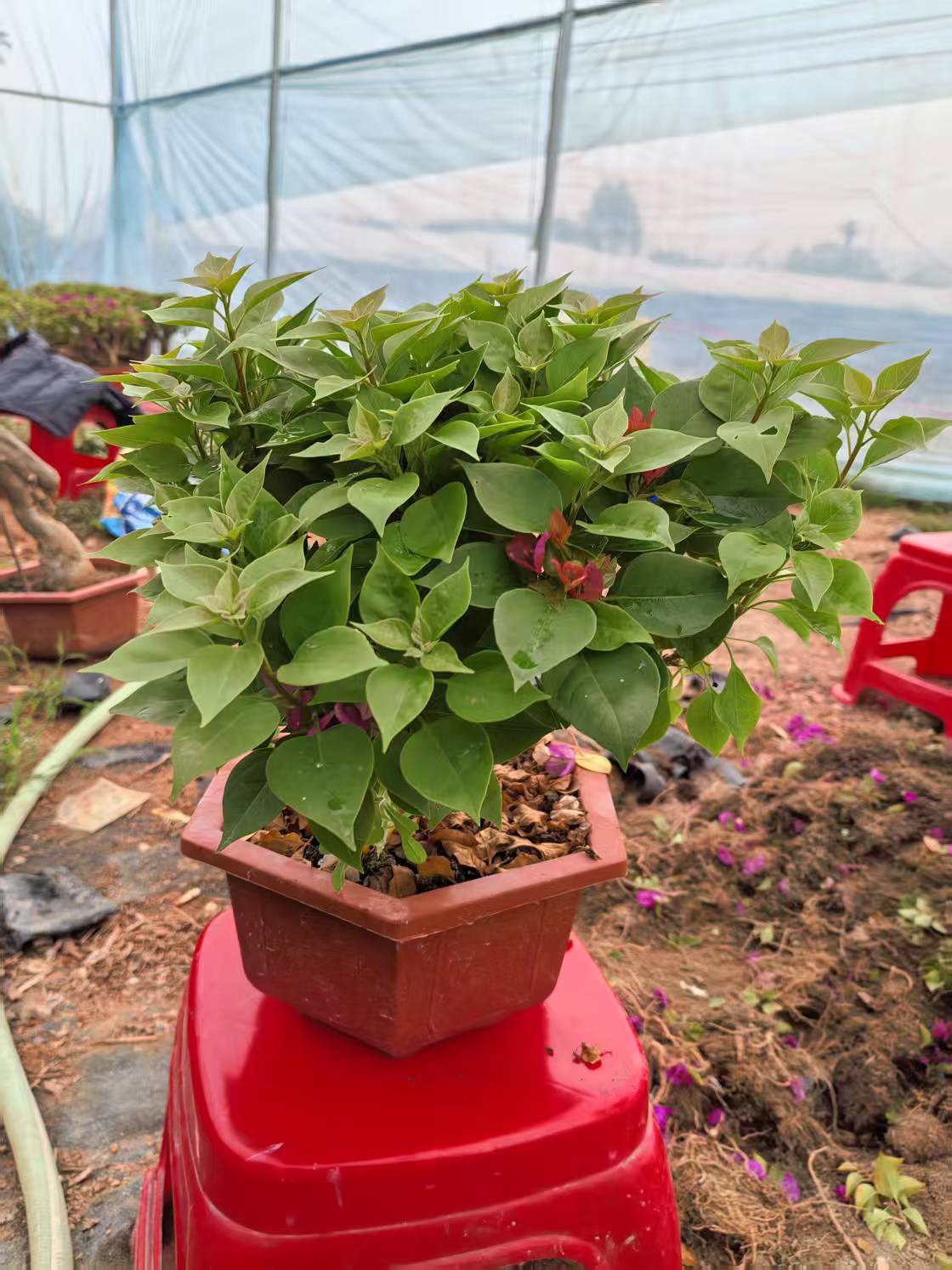 塔紫小桃红三角梅盆景老桩庭院绿植观赏植物