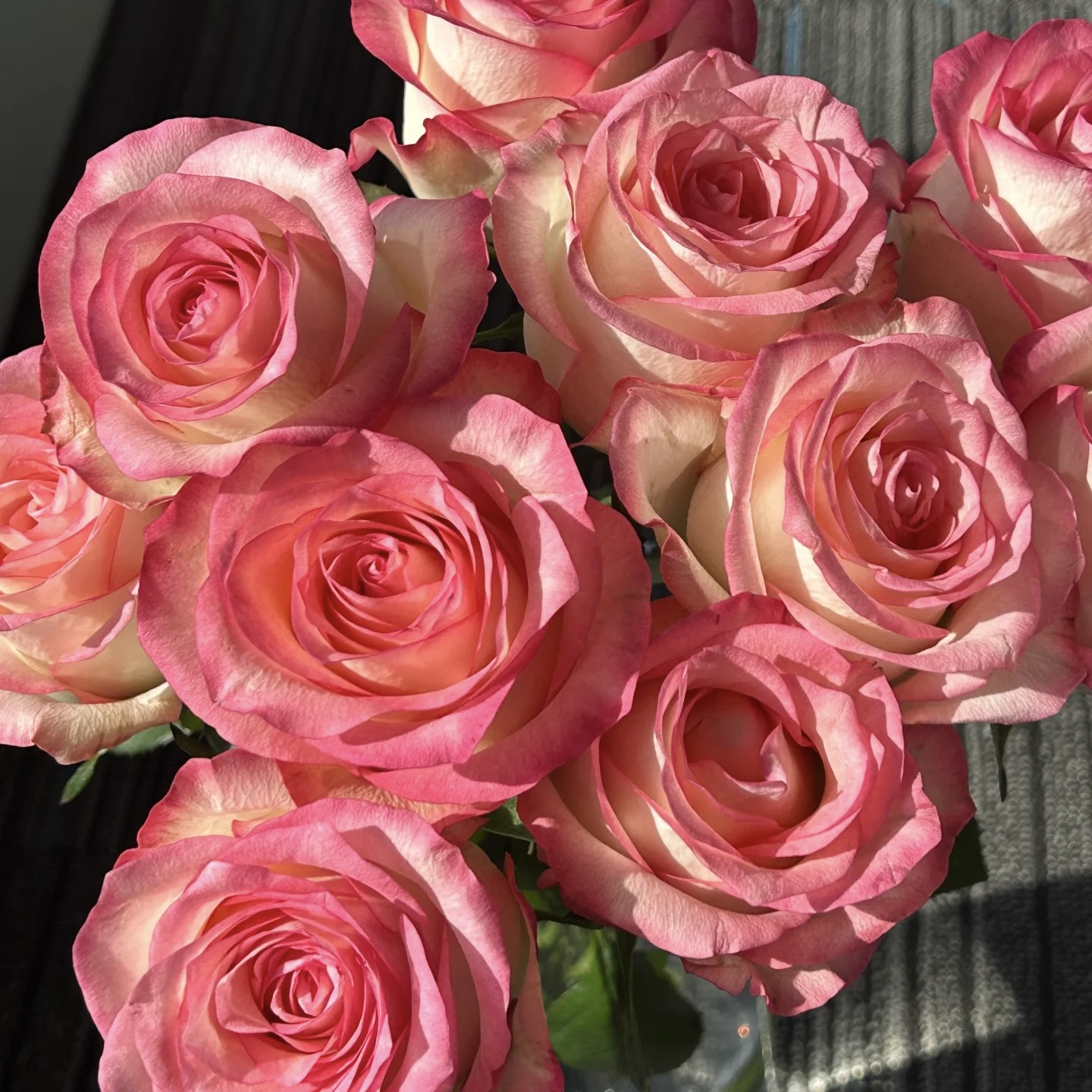 云影优选【艾莎单头玫瑰7枝】云南鲜花次日达