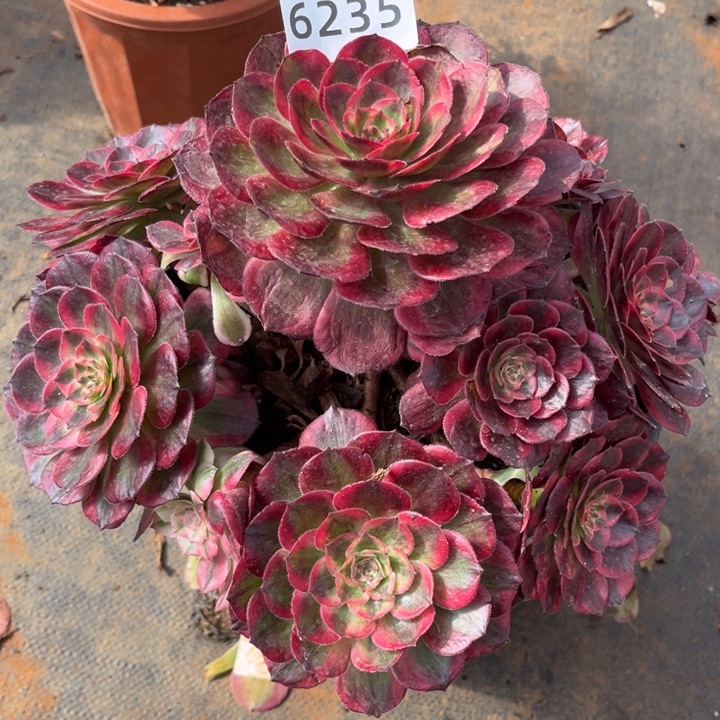 老桩新品赤子心特价多肉