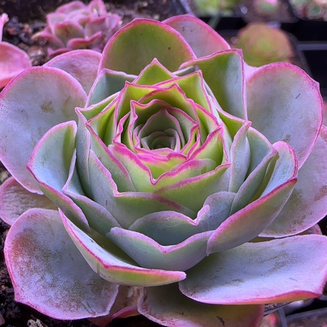 日耳曼精灵优选390