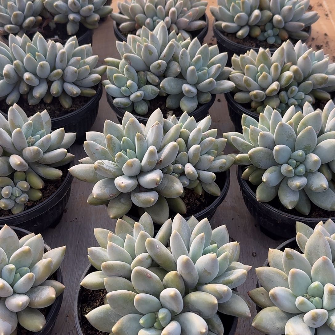 黄胖体哥特萝莉整无砍群生