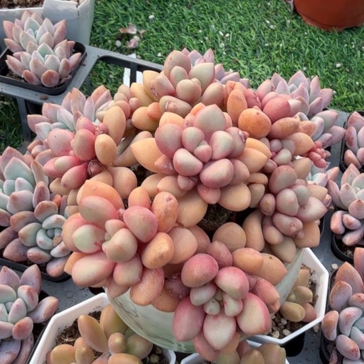 先锋派。          七棵。        