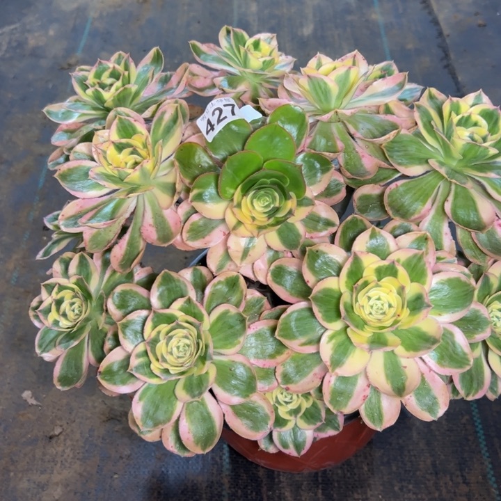 燕姿锦427多肉法师一物一拍