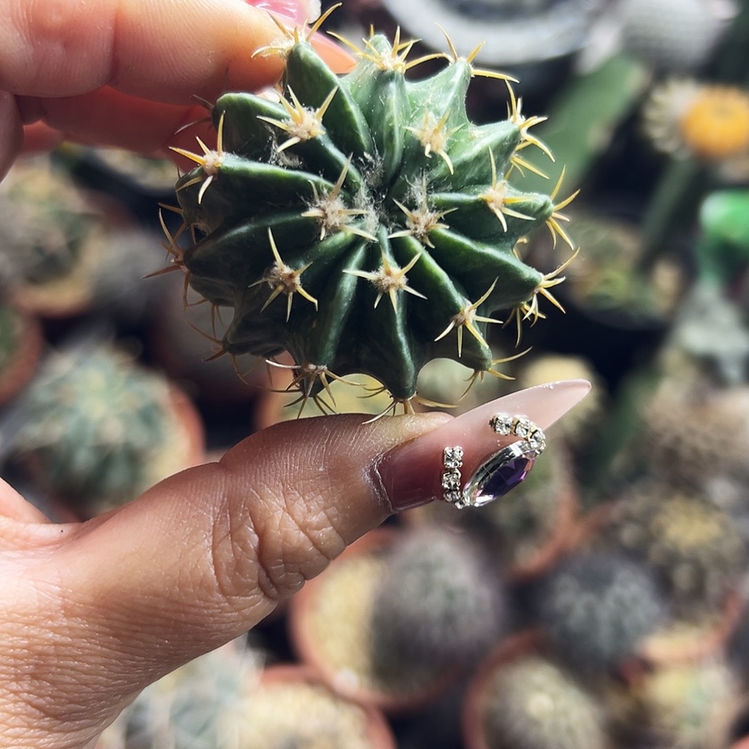 武藏侧牙仙人球6666666