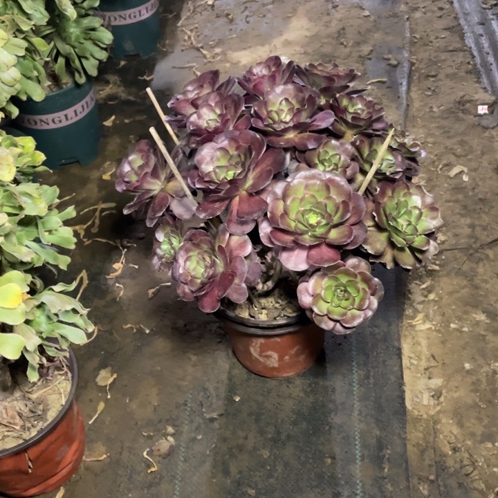 17魅金多肉植物多肉多肉