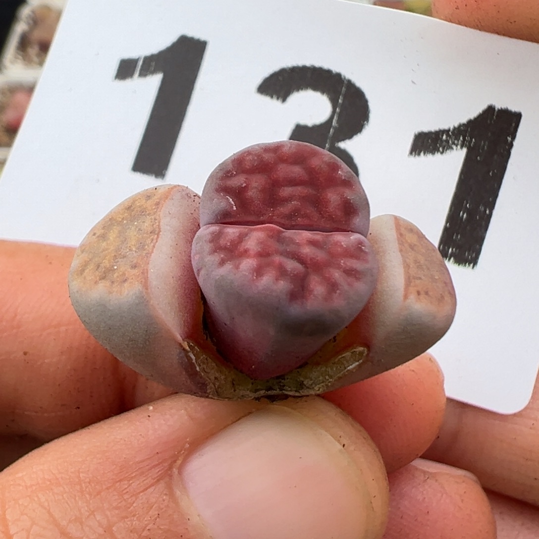 1.16好看的多肉131