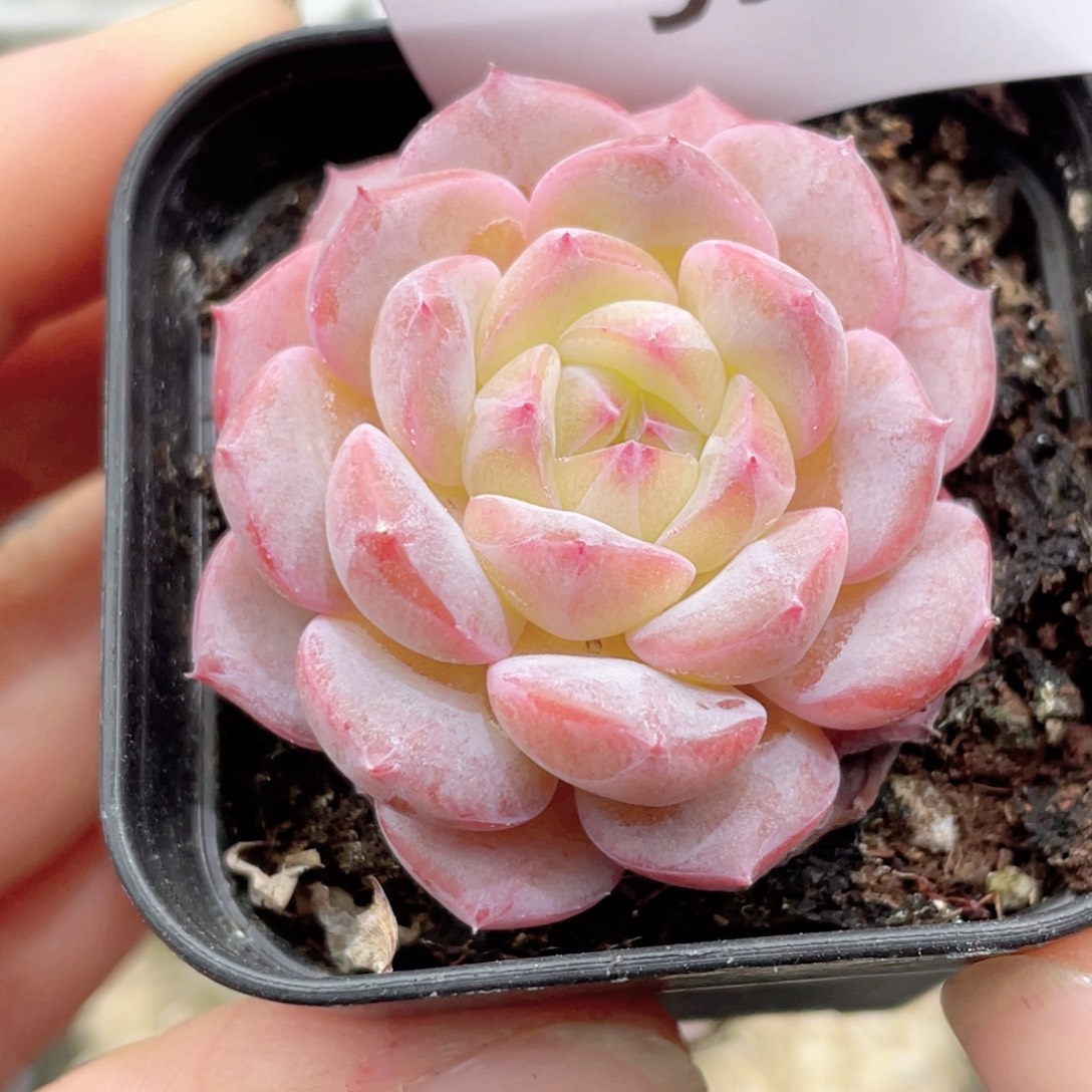 550号糖心冰心珍妮 小红象