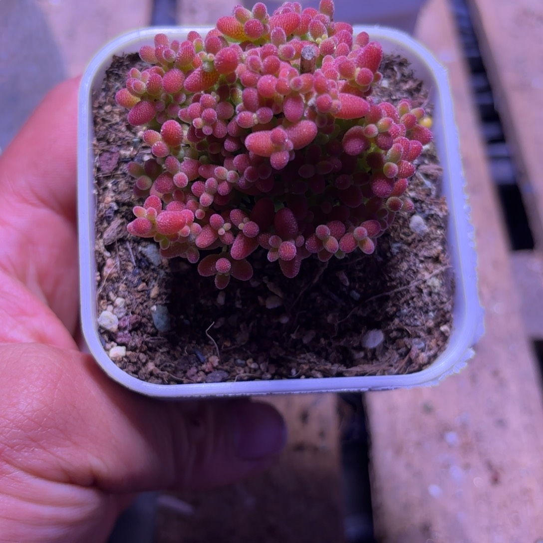 鲤*鱼枝干番杏蜜橘G157