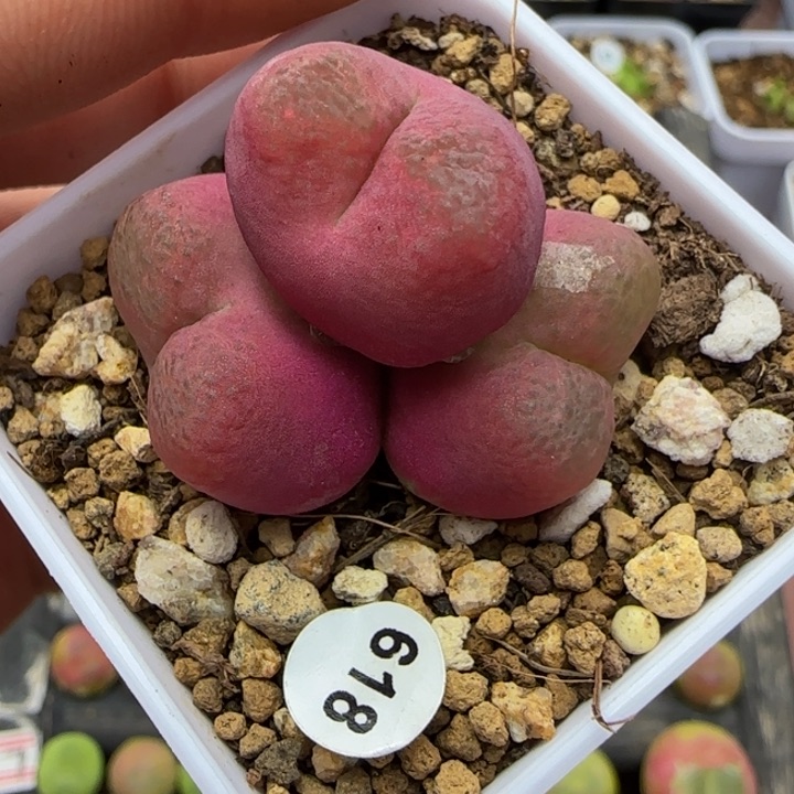 三头3.6+多肉脱土618