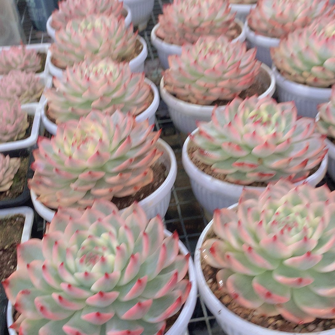 吉娃娃母本福伦锦35677788999