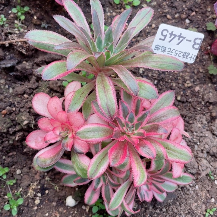 445初恋有砍多肉12345678