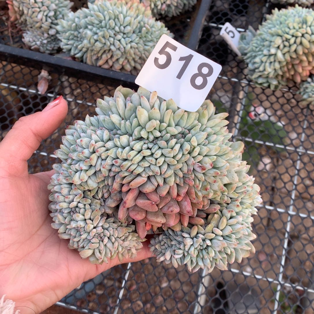 518橙子缀化多肉植物