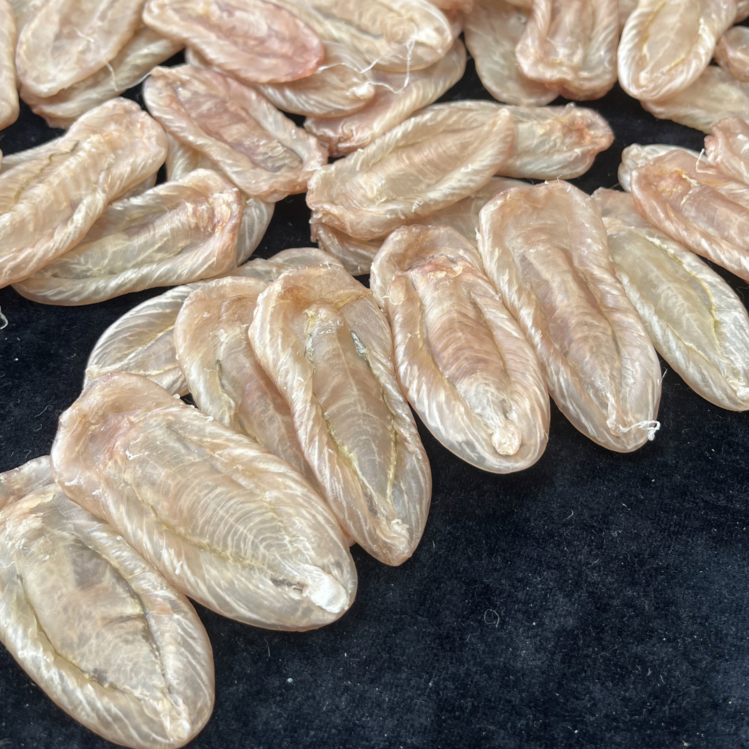 南澳白花公胶，小胖子白花，花胶炖牛奶，车挂钥匙扣
