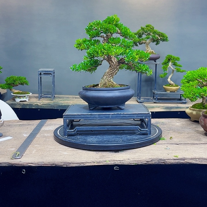 尘**年黄杨盆景四季常青