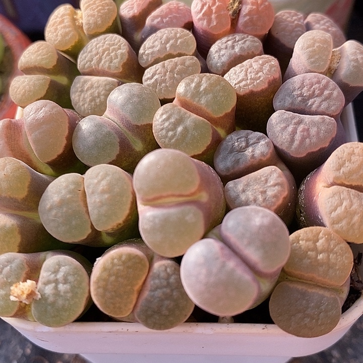 大雪花磁铁风铃一颗买2送1