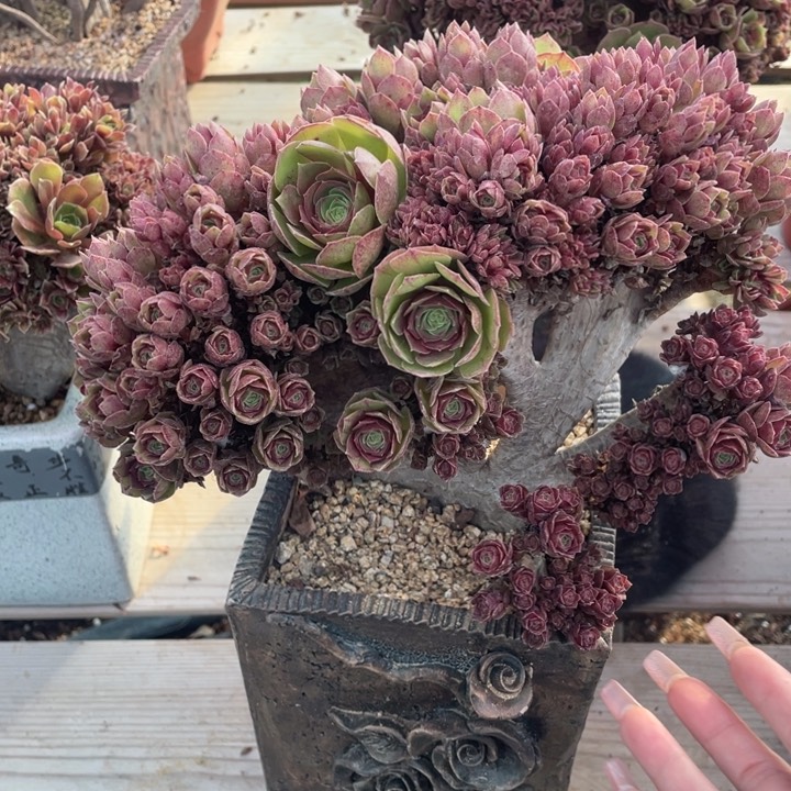 多肉葡萄都要开出香味啦17