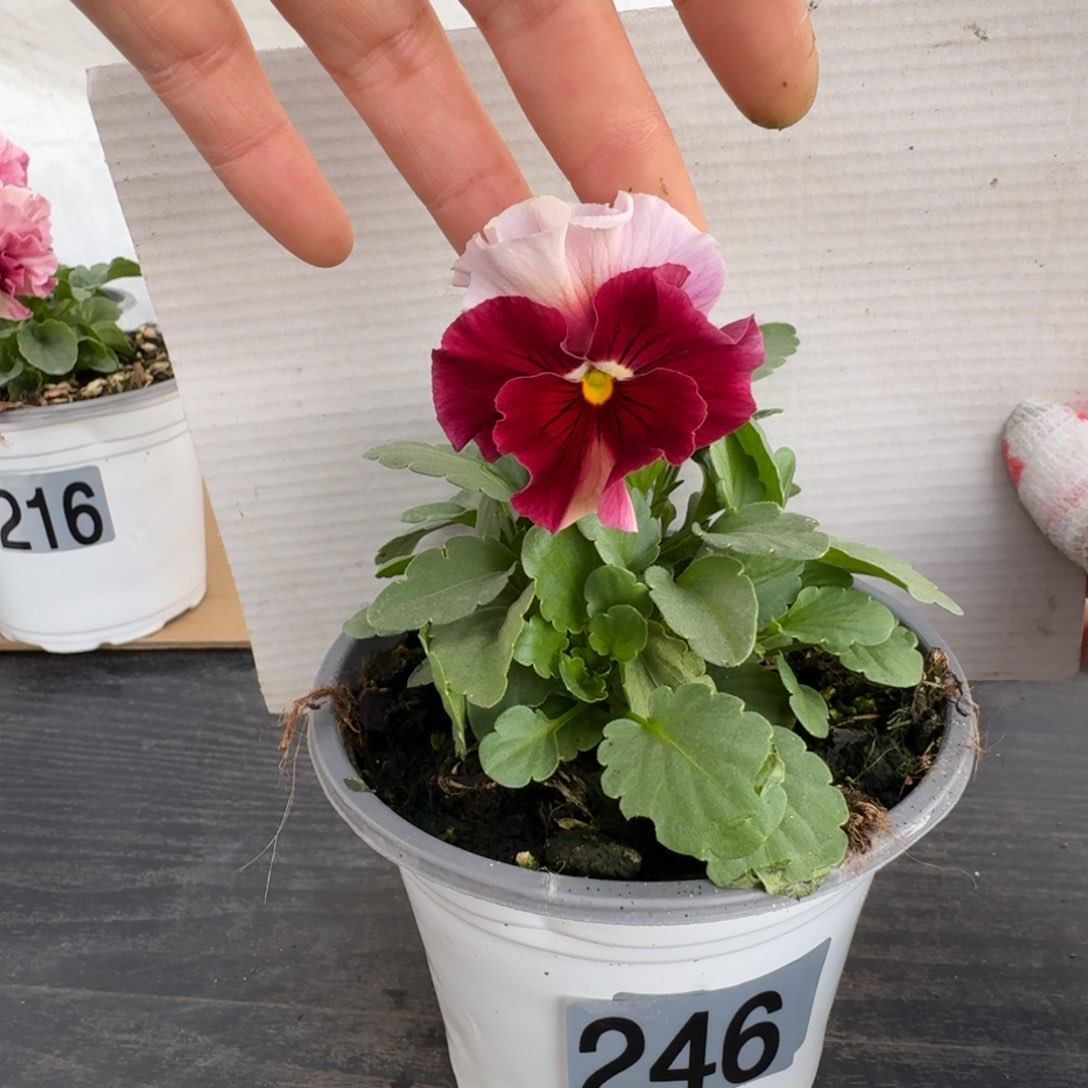 全部花朵246号角堇