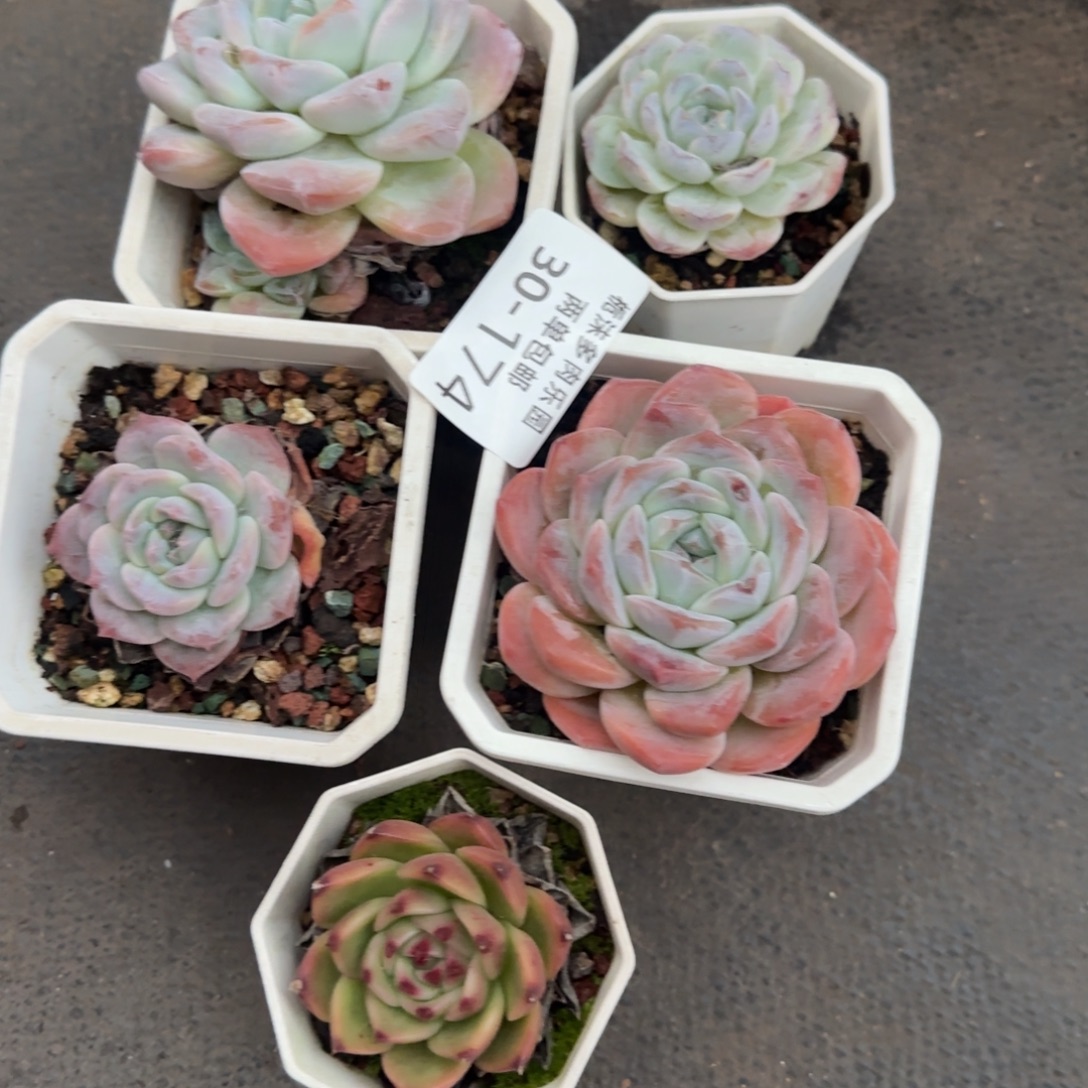 30-174多肉组合植物