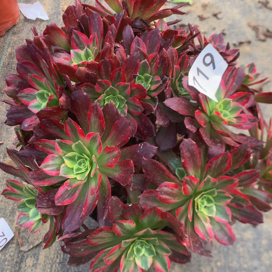 119安娜多肉植物