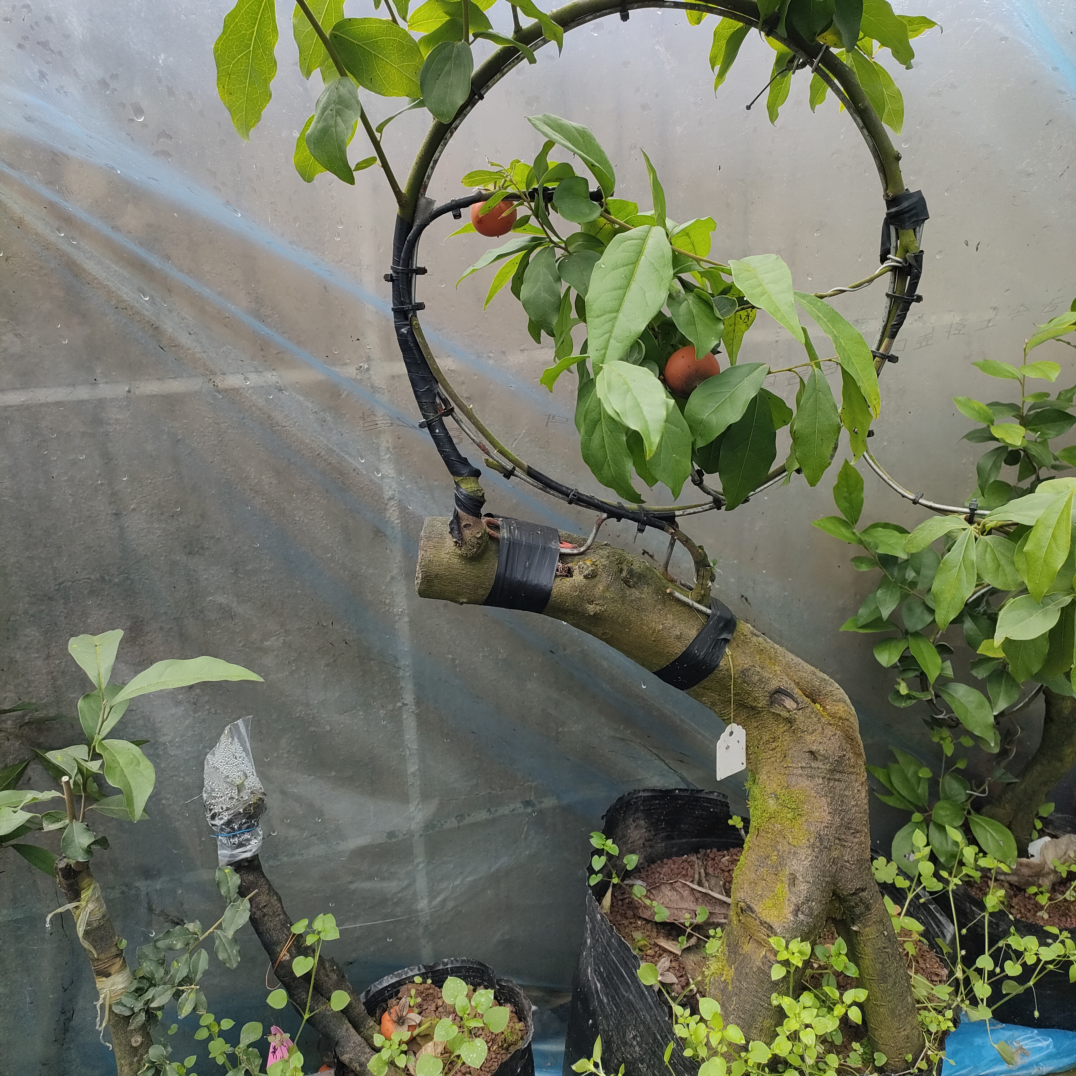 金弹子盆栽绿植栽培适合春季种植的植物