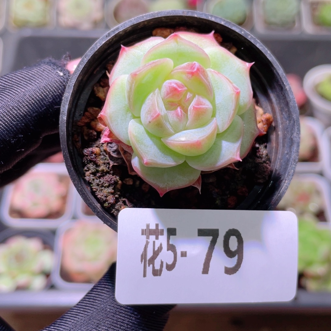 花利美5-79新品单头