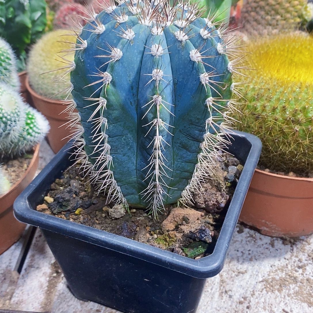 完全开放蓝云1111111111111个