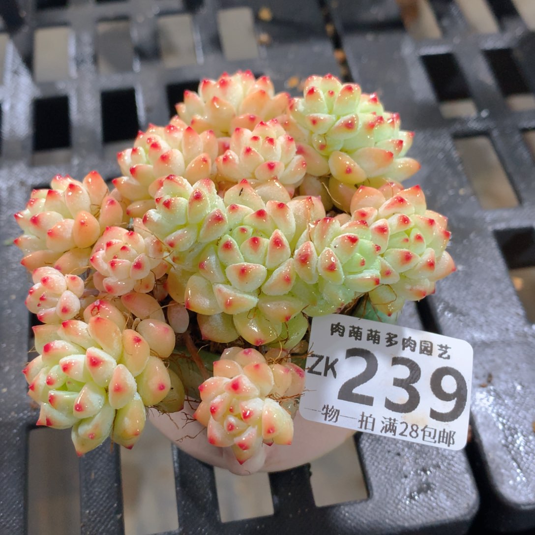 肉萌萌拇指盆精控多肉ZK239