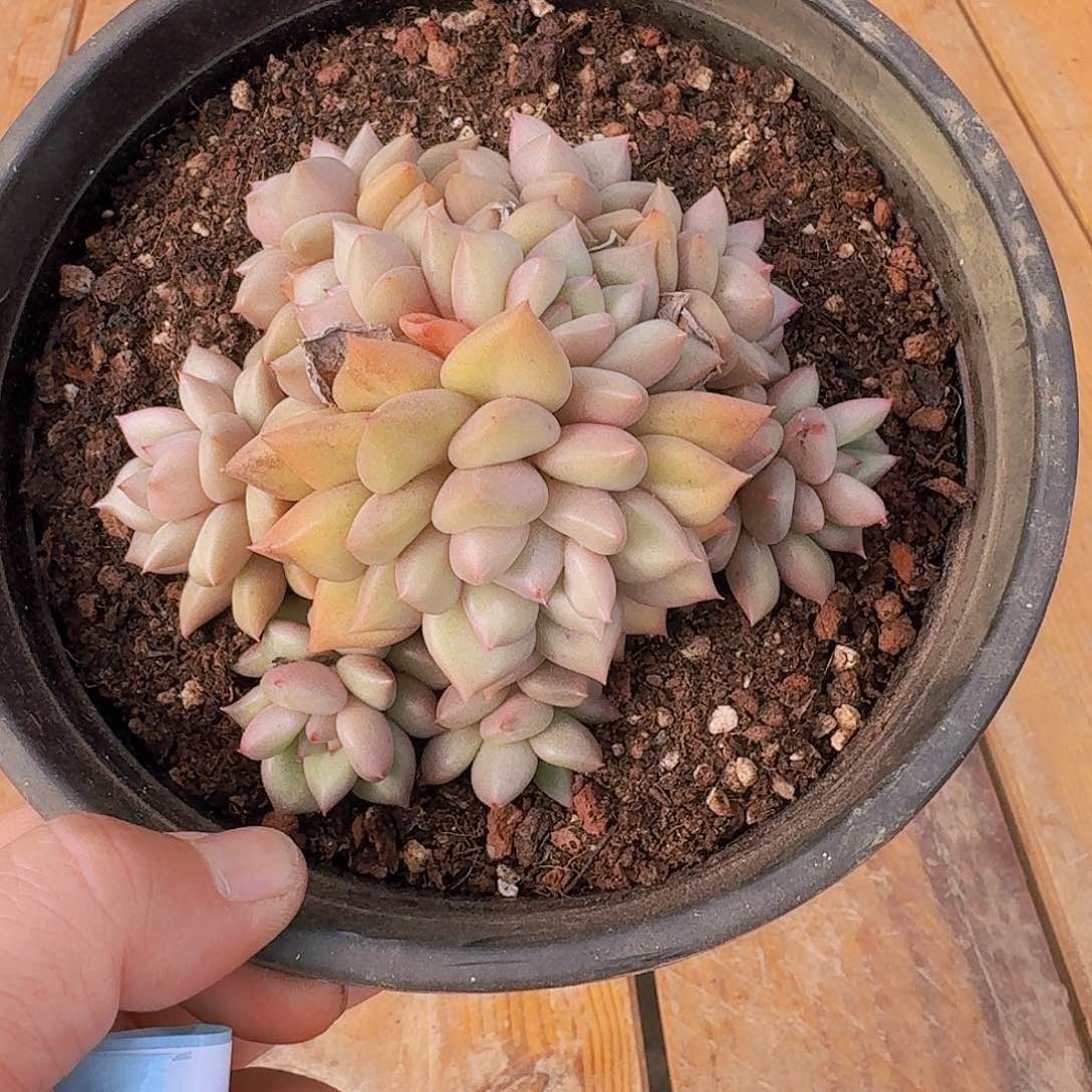 多肉植物黄金象牙群7783