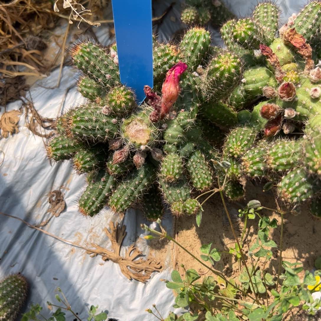 白檀仙人球261群248