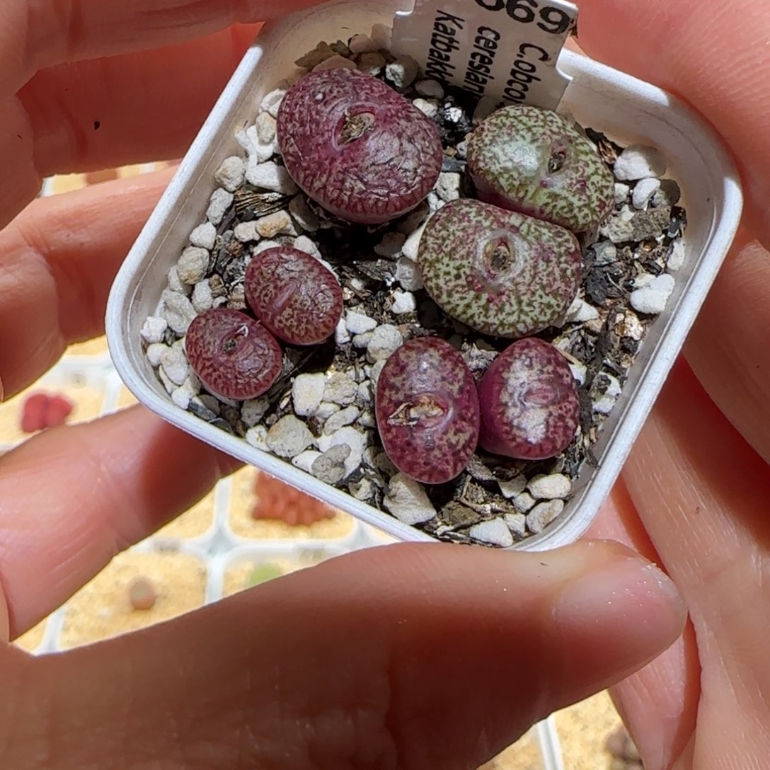 肉锥多肉植物百科-密纹747