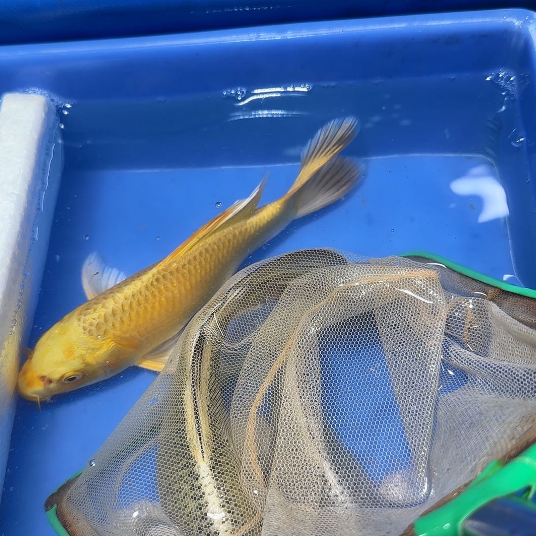 蝴蝶鲤鱼一条黄金