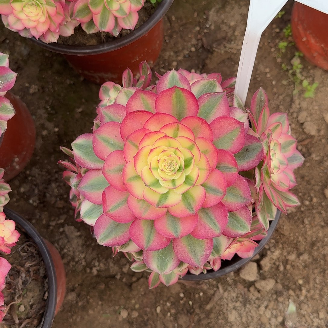 4515倾城多肉法师多肉法师