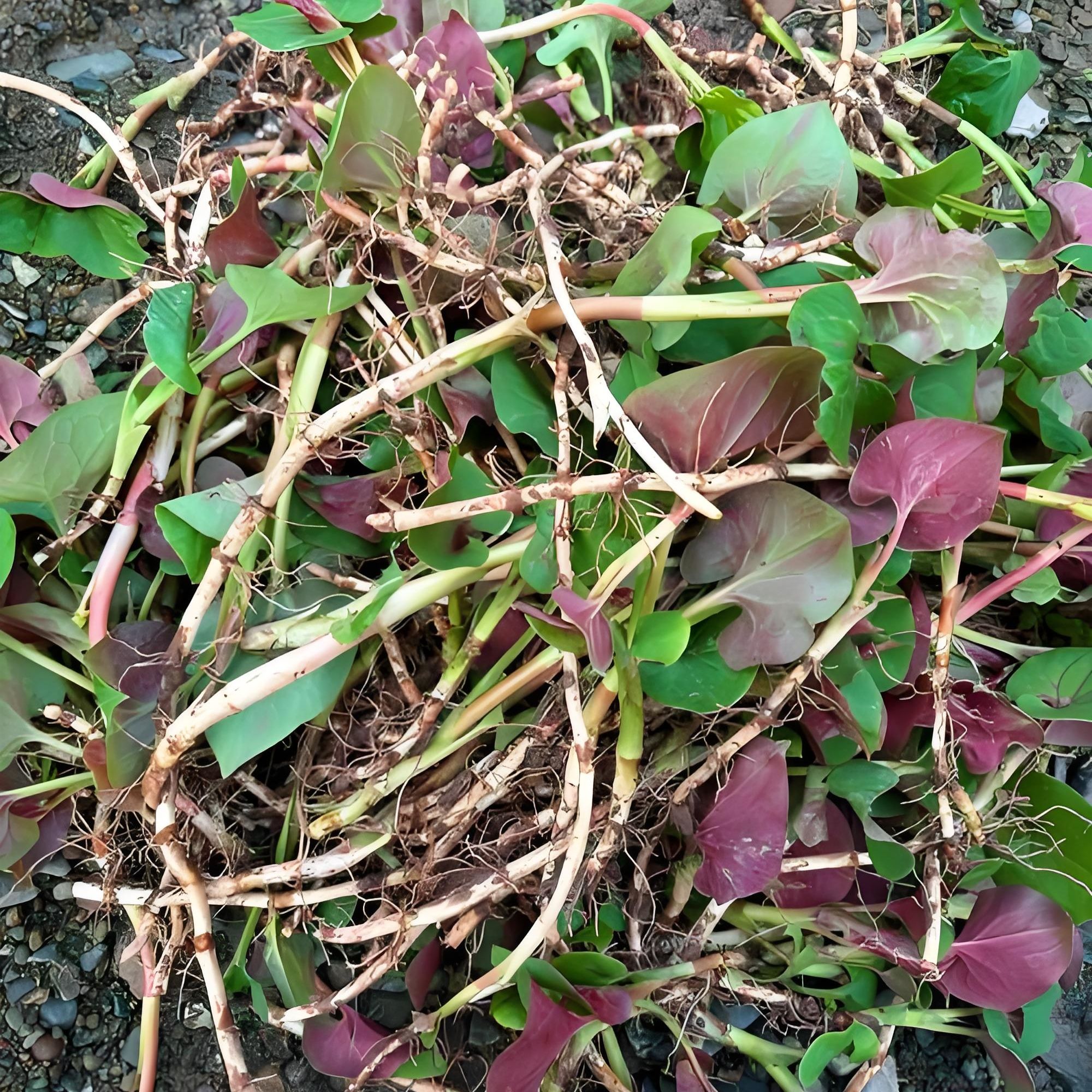 农村新鲜折耳根，凉拌更安逸