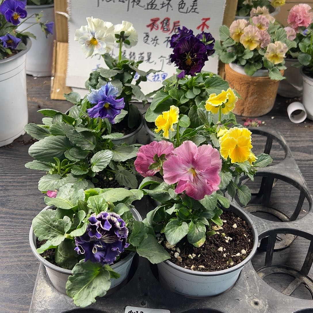 大部分花苞少量开放301号