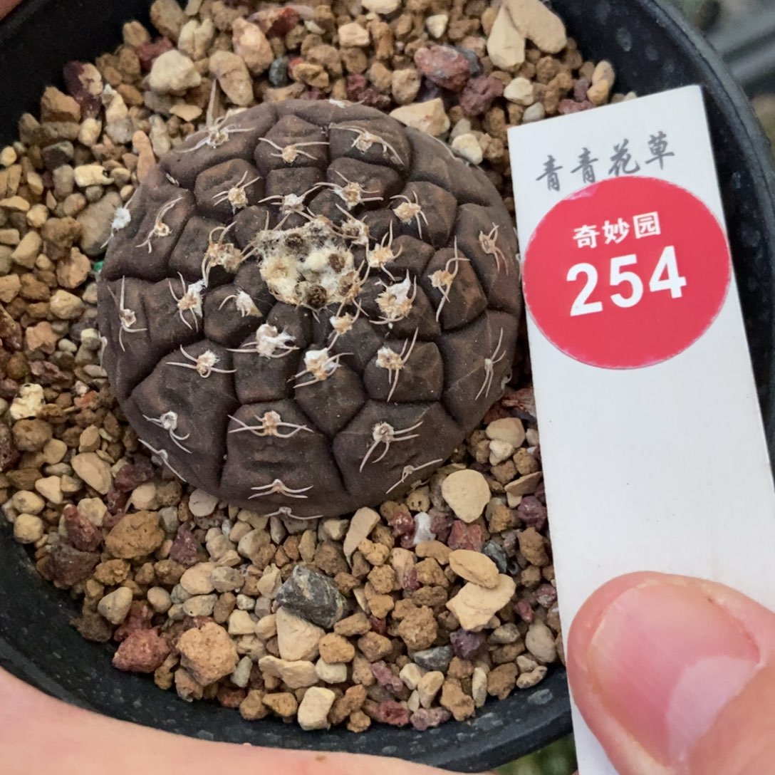 实生活拉力马根4.4cm